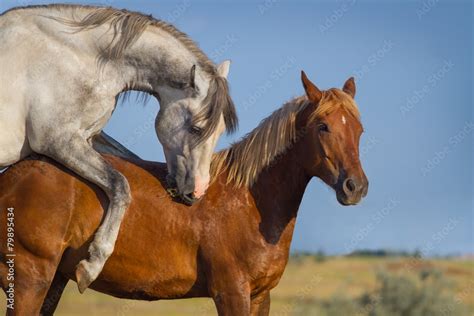 Horse sex .